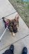 German Shepherd Puppies for sale in Irving, TX 75062, USA. price: NA