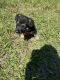 German Shepherd Puppies for sale in York, SC 29745, USA. price: NA