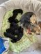 German Shepherd Puppies for sale in Kindred, ND 58051, USA. price: $1,000
