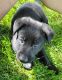 German Shepherd Puppies for sale in Eau Claire, WI, USA. price: NA