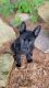 German Shepherd Puppies for sale in Eau Claire, WI, USA. price: NA