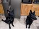 German Shepherd Puppies for sale in Plainville, CT 06062, USA. price: NA