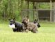 Working line GSD puppies!