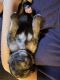 Price Reduced: German Shepherd puppies for Sale