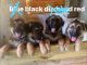AKC GSD puppies