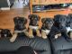 German Shepherd Puppies for sale in Northglenn, CO, USA. price: $800