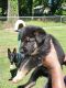 German Shepherd Puppies for sale in Baton Rouge, LA, USA. price: NA