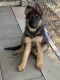 German Shepherd Puppies for sale in Fresno, CA, USA. price: $400