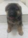 German Shepherd Puppies for sale in Pine Bush, NY 12566, USA. price: $2,000