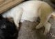 German Shepherd Puppies for sale in Wolverine, MI 49799, USA. price: NA