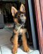 German Shepherd Puppies for sale in New York, NY, USA. price: $200