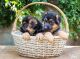 German Shepherd Puppies for sale in New York, NY, USA. price: $200