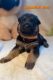 German Shepherd Puppies for sale in Southaven, MS, USA. price: $500