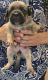 German Shepherd Puppies for sale in Mesquite, TX, USA. price: NA