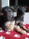German Shepherd Puppies for sale in Sturbridge, MA, USA. price: $950