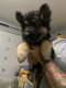 German Shepherd Puppies for sale in Crowley, TX 76036, USA. price: NA