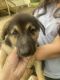 German Shepherd Puppies for sale in 2275 Austell Rd, Marietta, GA 30060, USA. price: NA