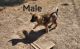 German Shepherd Puppies for sale in Tooele County, UT, USA. price: NA