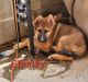 German Shepherd Puppies for sale in Tooele County, UT, USA. price: NA