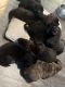 German Shepherd Puppies for sale in Leander, TX 78641, USA. price: NA