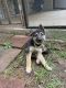 German Shepherd Puppies for sale in Kennesaw, GA 30144, USA. price: NA