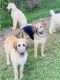 German Shepherd Puppies for sale in Wheelersburg, OH, USA. price: NA