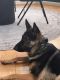 German Shepherd Puppies for sale in New York, NY 10016, USA. price: NA