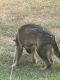 German Shepherd Puppies for sale in Worcester, MA, USA. price: $3,000