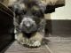 German Shepherd Puppies for sale in Nagpur, Maharashtra, India. price: 22000 INR