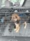 German Shepherd Puppies for sale in Meriden, CT, USA. price: NA