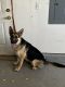 German Shepherd Puppies for sale in Colorado Springs, CO, USA. price: $400