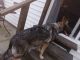 German Shepherd Puppies for sale in Painesville Township, OH, USA. price: $400