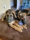 German Shepherd Puppies for sale in Dewitt, MI 48820, USA. price: $1,500