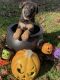German Shepherd Puppies for sale in Kennesaw, GA, USA. price: NA
