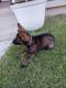 German Shepherd Puppies for sale in Dallas, TX 75210, USA. price: NA