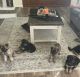 German Shepherd Puppies for sale in Corona, CA 92880, USA. price: $750