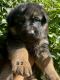 German Shepherd Puppies for sale in Elizabethtown, KY, USA. price: $1,000