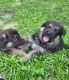 German Shepherd Puppies for sale in Tarpon Springs, FL, USA. price: NA
