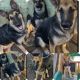 German Shepherd Puppies for sale in Arlington, TX, USA. price: NA
