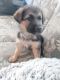 German Shepherd Puppies for sale in Fort Worth, TX 76140, USA. price: NA