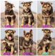 German Shepherd Puppies for sale in Milton, VT 05468, USA. price: $1,800