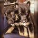 German Shepherd Puppies for sale in Hampton, GA 30228, USA. price: NA