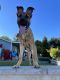 German Shepherd Puppies for sale in Rancho Cucamonga, CA 91730, USA. price: NA