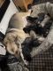 German Shepherd Puppies for sale in Azle, TX 76020, USA. price: NA