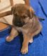 German Shepherd Puppies for sale in Westwood, CA 96137, USA. price: NA