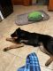 German Shepherd Puppies for sale in North Brookfield, MA, USA. price: $3,500