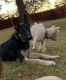 German Shepherd Puppies for sale in Gainesville, GA 30501, USA. price: NA