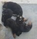 German Shepherd Puppies for sale in Hatia, Ranchi, Jharkhand, India. price: 18000 INR