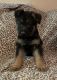 German Shepherd Puppies for sale in Colorado Springs, CO, USA. price: $900