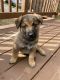 German Shepherd Puppies for sale in Acworth, GA, USA. price: NA